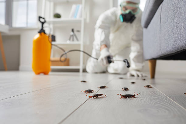 Commercial Kitchen Cockroach Control in La Feria